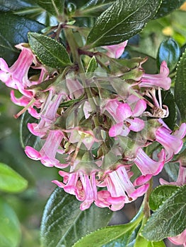 Escallonia 'Apple Blossom', Evergreen shrub with pink flowers