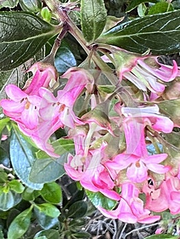 Escallonia 'Apple Blossom', Evergreen shrub with pink flowers