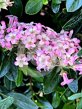 Escallonia 'Apple Blossom', Evergreen shrub with pink flowers