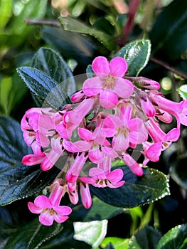 Escallonia 'Apple Blossom', Evergreen shrub with pink flowers