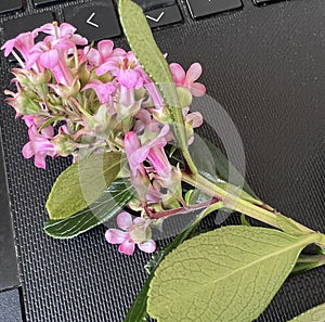 Escallonia 'Apple Blossom', Evergreen shrub with pink flowers