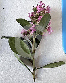 Escallonia 'Apple Blossom', Evergreen shrub with pink flowers