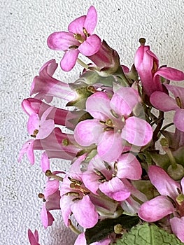 Escallonia 'Apple Blossom', Evergreen shrub with pink flowers