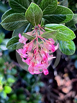 Escallonia 'Apple Blossom', Evergreen shrub with pink flowers