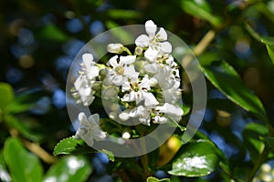 Escallonia iveyi, delicate white blooms in summer