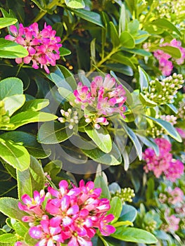 Escallonia pink Elle, close up details.