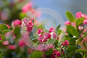 Escallonia Pride of Donard