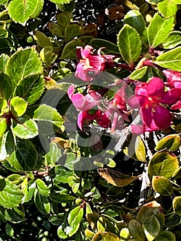 Escallonia 'Red Dream', dwarf evergreen shrub