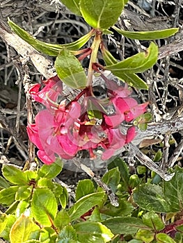 Escallonia 'Red Dream', dwarf evergreen shrub