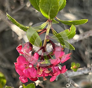 Escallonia 'Red Dream', dwarf evergreen shrub