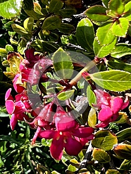 Escallonia 'Red Dream', dwarf evergreen shrub