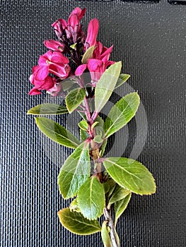 Escallonia 'Red Dream', dwarf evergreen shrub