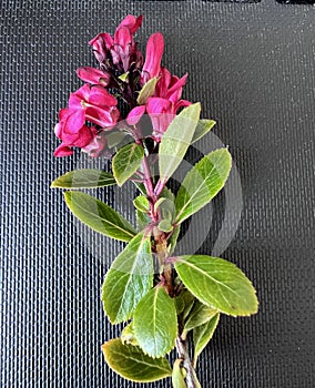 Escallonia 'Red Dream', dwarf evergreen shrub