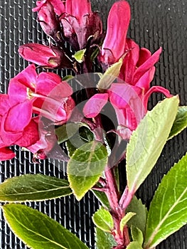 Escallonia 'Red Dream', dwarf evergreen shrub