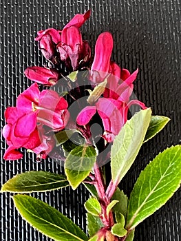 Escallonia 'Red Dream', dwarf evergreen shrub