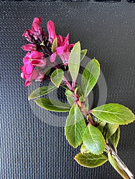 Escallonia 'Red Dream', dwarf evergreen shrub