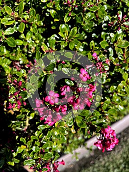 Escallonia 'Red Dream', dwarf evergreen shrub