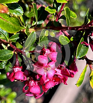 Escallonia Red Dream', dwarf evergreen shrub