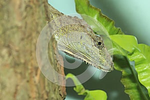 Escambray Bearded Anole