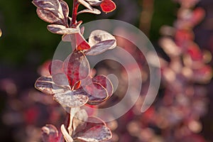 Escape barberry ill with powdery mildew, fungal disease of plants