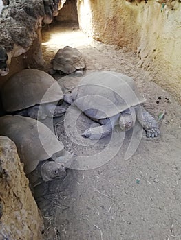 Escape from the jungle