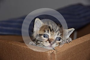 Escape from Kittentraz: Orphan Kitten Feeding Angst