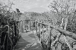 Escape the Ordinary on Boardwalk Trail Through Desert Scrub