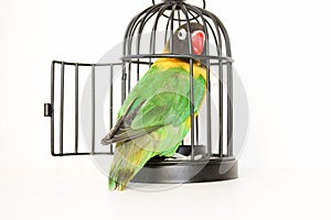 The escape. Parrot in a cage with an open door