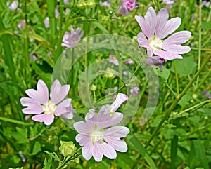 Escape with Thuringen hatma flowers Lavatera thuringiaca L.. Major plan photo