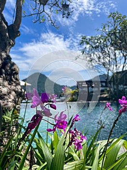 Escape to Serenity: Stunning Pink flower and blurred background of Mountain and Blue Skies by the Pool