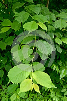 Escape with young leaves of rough elm Ulmus glabra Huds