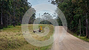 Escaped Cattle Beside A Rural Road Sign In The Mountains