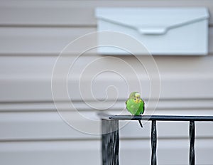 Escaped Pet Parakeet photo