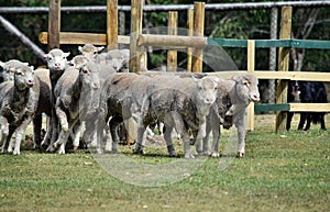 Escaping sheeps in agriculture farm in Australia