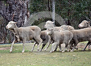 Escaping sheeps in agriculture farm in Australia