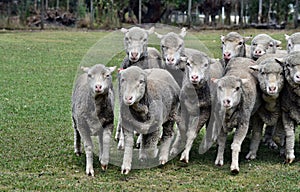 Escaping sheeps in agriculture farm in Australia