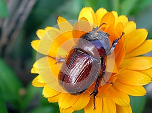 Escarabajo photo