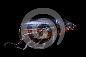 Escarabajo Coleoptera bicho