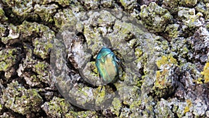 Escarabajo color turquesa turquoise beetle photo