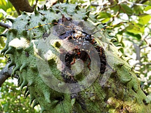 Escarabajo de grandes patas y antenas