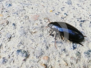 Escarabajo negro con brillo en sus alas