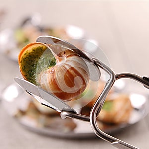 Escargot, bourgogne snail