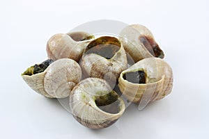 Escargot isolated on white