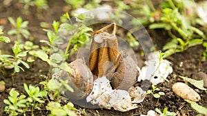 Escargot molluscs. Mollusk snails with brown striped