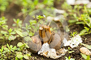 Escargot molluscs. Mollusk snails with brown striped