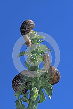 ESCARGOT PETIT GRIS helix aspersa