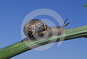 ESCARGOT PETIT GRIS helix aspersa