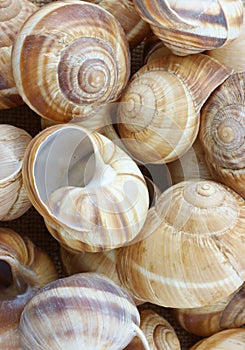 Escargot shells