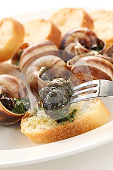 Escargot, snails a la bourguignonne