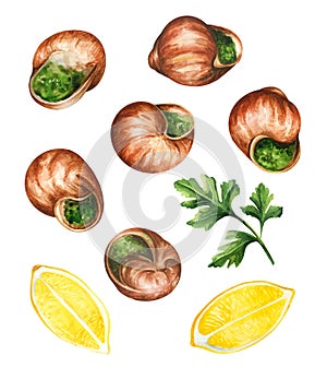 Escargot (snails) on white background. Watercolor illustration photo